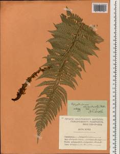 Polystichum aculeatum (L.) Roth, South Asia, South Asia (Asia outside ex-Soviet states and Mongolia) (ASIA) (North Korea)
