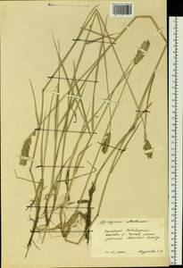 Agropyron michnoi Roshev., Siberia, Baikal & Transbaikal region (S4) (Russia)