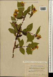 Philadelphus coronarius L., Caucasus, Abkhazia (K4a) (Abkhazia)
