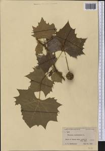 Platanus occidentalis L., America (AMER) (United States)