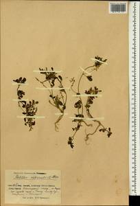 Melilotus officinalis (L.) Lam., South Asia, South Asia (Asia outside ex-Soviet states and Mongolia) (ASIA) (China)