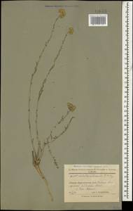 Achillea tenuifolia Lam., Caucasus, Armenia (K5) (Armenia)