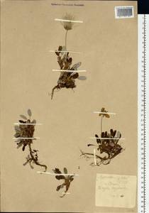 Dryas octopetala subsp. oxyodonta (Juz.) Hultén, Siberia, Altai & Sayany Mountains (S2) (Russia)