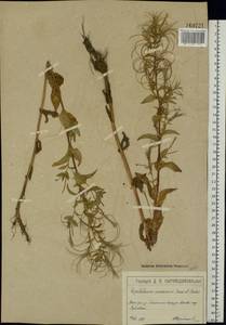 Epilobium roseum subsp. subsessile (Boiss.) P. H. Raven, Eastern Europe, Moscow region (E4a) (Russia)