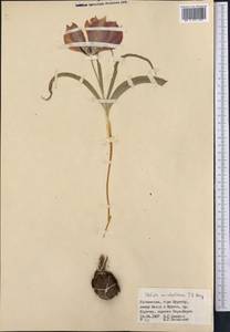 Tulipa undulatifolia var. micheliana (Hoog) Wilford, Middle Asia, Pamir & Pamiro-Alai (M2) (Uzbekistan)