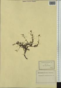 Helianthemum canum, Western Europe (EUR) (France)