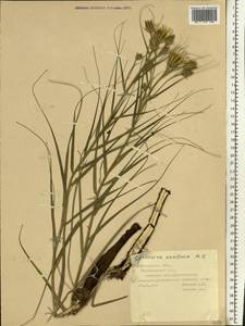 Gelasia ensifolia (M. Bieb.) Zaika, Sukhor. & N. Kilian, Eastern Europe, Middle Volga region (E8) (Russia)