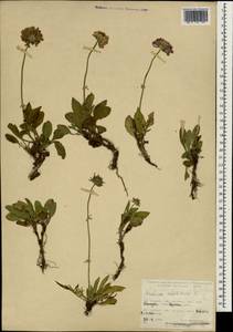 Scabiosa columbaria L., South Asia, South Asia (Asia outside ex-Soviet states and Mongolia) (ASIA) (Turkey)