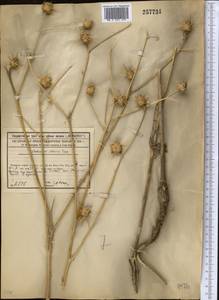 Centaurea iberica Trevis. ex Spreng., Middle Asia, Syr-Darian deserts & Kyzylkum (M7) (Uzbekistan)