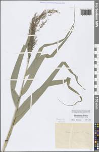 Phragmites australis (Cav.) Trin. ex Steud., Eastern Europe, Central forest-and-steppe region (E6) (Russia)