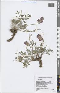 Hedysarum, Middle Asia, Northern & Central Tian Shan (M4) (Kyrgyzstan)