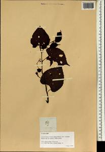 Cissus adnata Roxb., South Asia, South Asia (Asia outside ex-Soviet states and Mongolia) (ASIA) (Philippines)