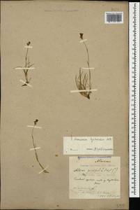 Eremogone lychnidea (M. Bieb.) Rupr., Caucasus, Krasnodar Krai & Adygea (K1a) (Russia)
