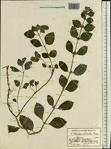 Mentha × dalmatica Tausch, Eastern Europe, Central forest-and-steppe region (E6) (Russia)