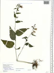 Campanula rapunculoides L., Eastern Europe, Belarus (E3a) (Belarus)