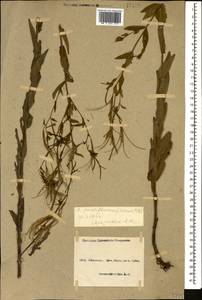 Epilobium parviflorum Schreb., Caucasus, Azerbaijan (K6) (Azerbaijan)
