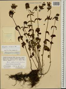 Clinopodium vulgare L., Caucasus, North Ossetia, Ingushetia & Chechnya (K1c) (Russia)