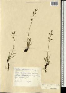 Silene jeniseensis Willd., Mongolia (MONG) (Mongolia)