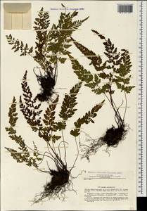 Asplenium adiantum-nigrum subsp. woronowii (Christ) Fraser-Jenkins, Caucasus, Georgia (K4) (Georgia)