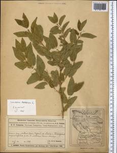 Lonicera tatarica L., Middle Asia, Muyunkumy, Balkhash & Betpak-Dala (M9) (Kazakhstan)