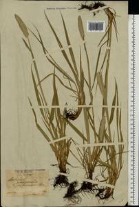 Alopecurus pratensis × arundinaceus, Eastern Europe, Latvia (E2b) (Latvia)