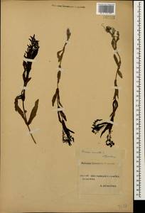 Veronica anagallis-aquatica L., Caucasus, Stavropol Krai, Karachay-Cherkessia & Kabardino-Balkaria (K1b) (Russia)