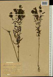 Rhinanthus serotinus var. vernalis (N. W. Zinger) Janch., Eastern Europe, Moscow region (E4a) (Russia)