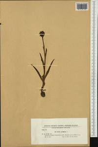 Anacamptis coriophora (L.) R.M.Bateman, Pridgeon & M.W.Chase, Western Europe (EUR) (Bulgaria)