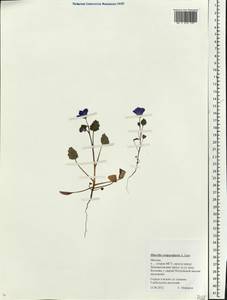 Phacelia campanularia A. Gray, Eastern Europe, Moscow region (E4a) (Russia)