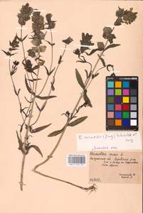 MHA 0 162 125, Rhinanthus serotinus var. vernalis (N. W. Zinger) Janch., Eastern Europe, Central region (E4) (Russia)