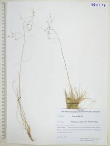 Ptilagrostis alpina (F.Schmidt) Sipliv., Siberia, Russian Far East (S6) (Russia)