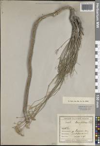 Seseli glabratum Willd. ex Schult., Middle Asia, Caspian Ustyurt & Northern Aralia (M8) (Kazakhstan)