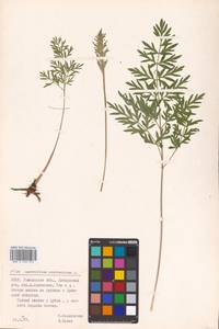 Silphiodaucus prutenicus subsp. prutenicus, Eastern Europe, Belarus (E3a) (Belarus)