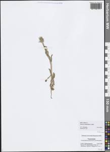 Senecio subdentatus Ledeb., Middle Asia, Karakum (M6) (Turkmenistan)