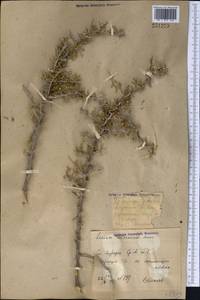 Lycium ruthenicum Murray, Middle Asia, Syr-Darian deserts & Kyzylkum (M7) (Uzbekistan)