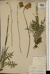 Jurinea arachnoidea Bunge, Caucasus, Stavropol Krai, Karachay-Cherkessia & Kabardino-Balkaria (K1b) (Russia)