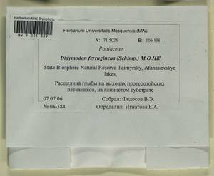 Geheebia ferruginea (Schimp. ex Besch.) R.H. Zander, Bryophytes, Bryophytes - Krasnoyarsk Krai, Tyva & Khakassia (B17) (Russia)