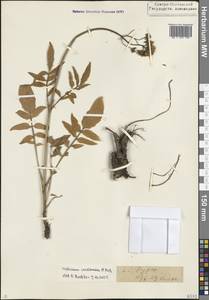 Valeriana cardamines M.Bieb., Caucasus, North Ossetia, Ingushetia & Chechnya (K1c) (Russia)