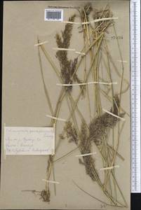 Calamagrostis pseudophragmites (Haller f.) Koeler, Middle Asia, Kopet Dag, Badkhyz, Small & Great Balkhan (M1) (Turkmenistan)
