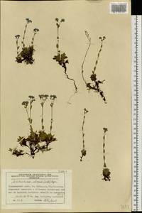 Eritrichium villosum (Ledeb.) Bunge, Siberia, Central Siberia (S3) (Russia)