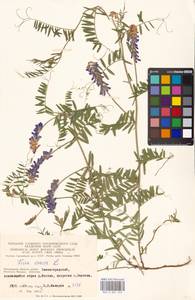 Vicia cracca L., Eastern Europe, Moscow region (E4a) (Russia)