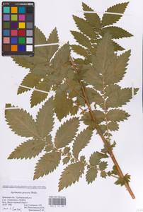 Agrimonia procera Wallr., Eastern Europe, Western region (E3) (Russia)