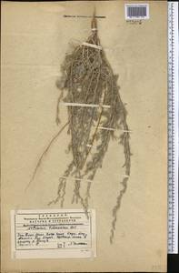 Artemisia schrenkiana Ledeb., Middle Asia, Muyunkumy, Balkhash & Betpak-Dala (M9) (Kazakhstan)