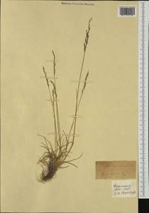 Puccinellia gigantea (Grossh.) Grossh., Western Europe (EUR) (France)