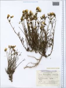 Linum tauricum subsp. linearifolium (Lindem.) A. Petrova, Crimea (KRYM) (Russia)