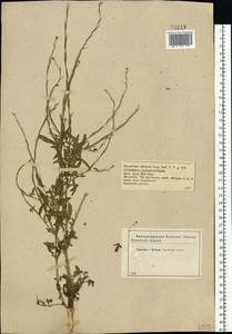Sisymbrium officinale (L.) Scop., Eastern Europe, Central forest-and-steppe region (E6) (Russia)