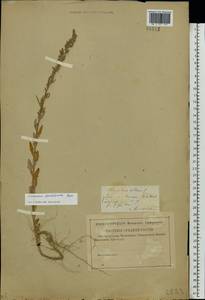 Chenopodium striatiforme Murr, Eastern Europe, Middle Volga region (E8) (Russia)