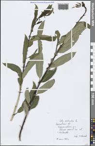 Salix pentandra L., Eastern Europe, Central forest region (E5) (Russia)