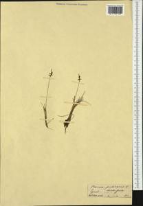 Carex pulicaris L., Western Europe (EUR) (France)