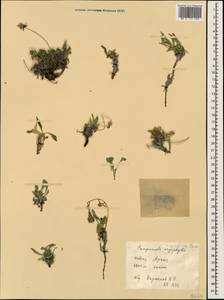 Campanula bellidifolia subsp. bellidifolia, Caucasus, Stavropol Krai, Karachay-Cherkessia & Kabardino-Balkaria (K1b) (Russia)